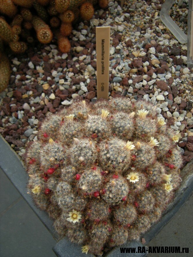 kaktusy_orora_kaktus_2